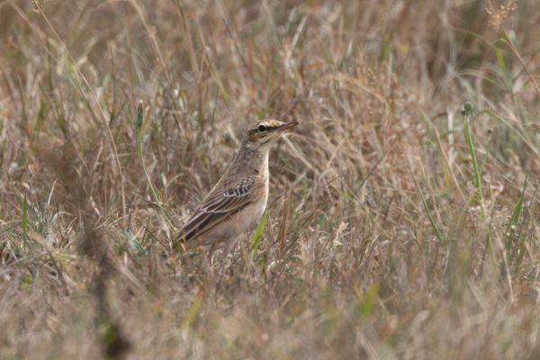 Tawny Pipit