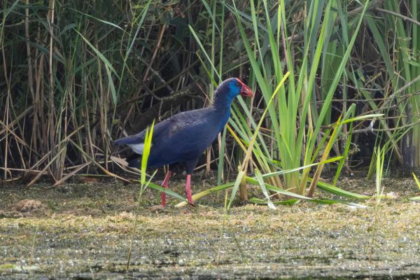 Western Swamphen
