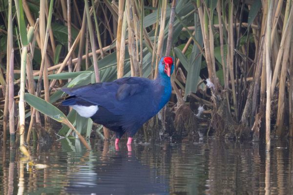 Western Swamphen