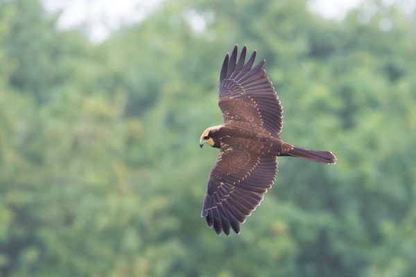 Western Marsh Harrier