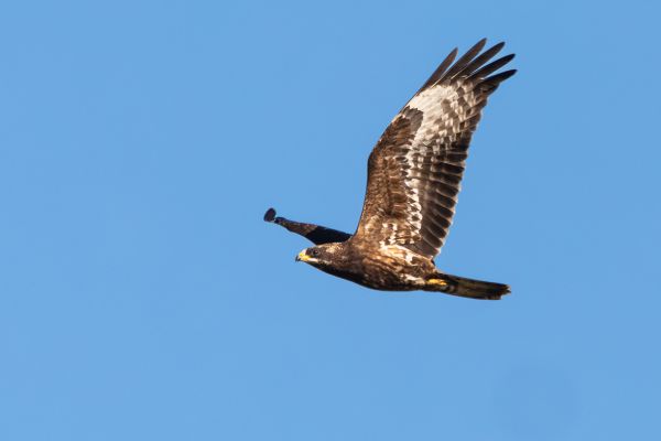 European Honey Buzzard