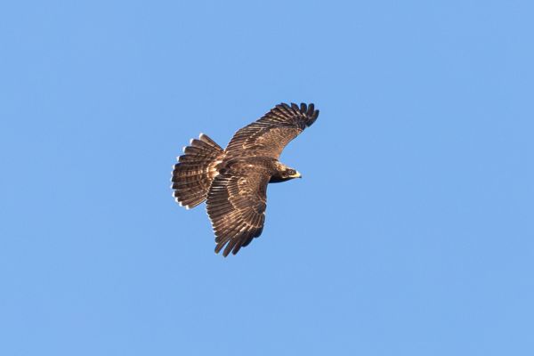 European Honey Buzzard