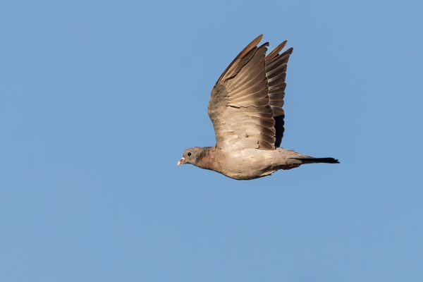 Stock Dove