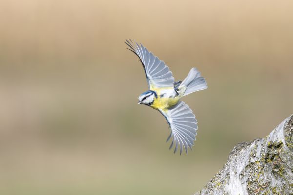 Eurasian Blue Tit