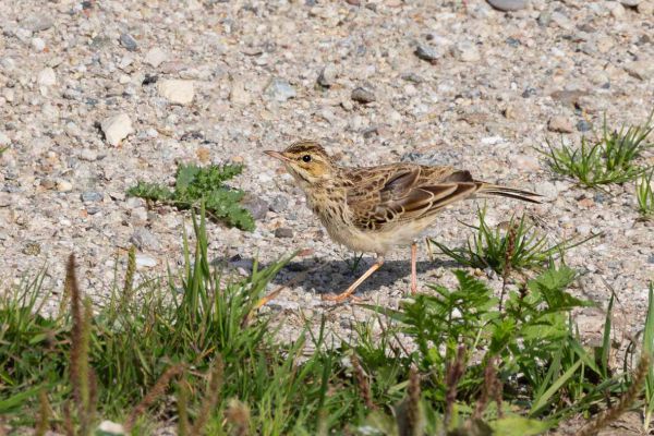Tawny Pipit