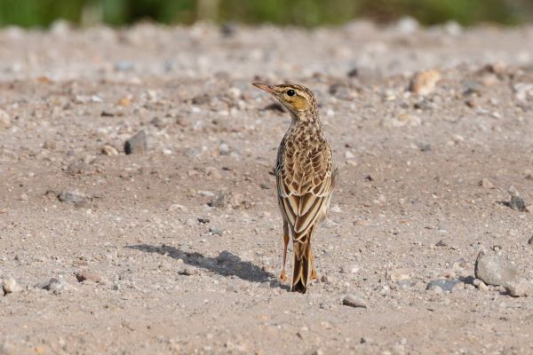 Tawny Pipit