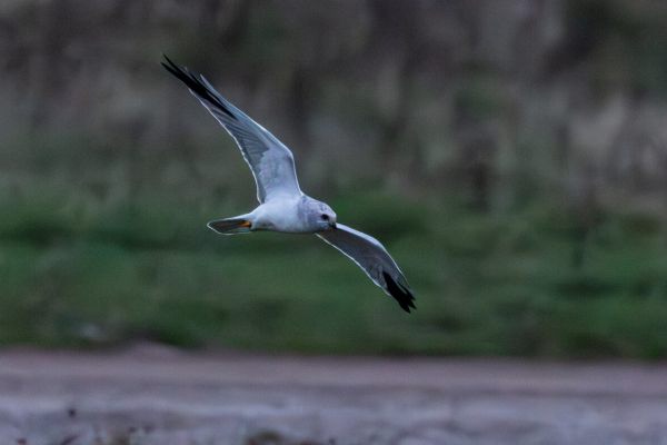 Pallid Harrier