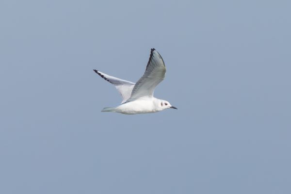 Bonaparte's Gull