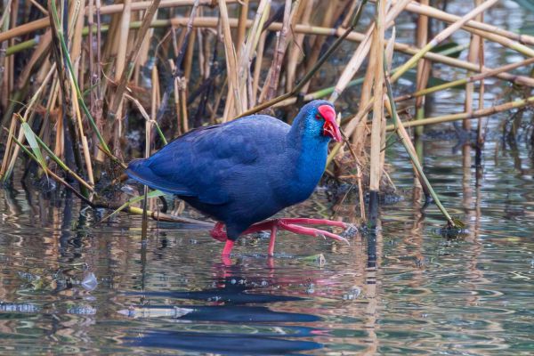 Western Swamphen