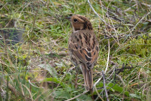 Little Bunting