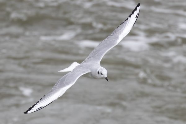 Bonaparte's Gull