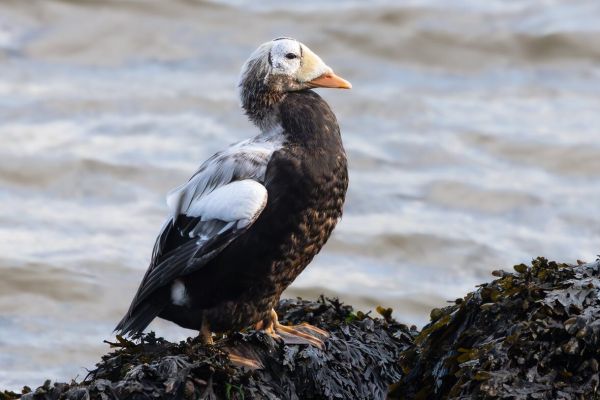Spectacled Eider