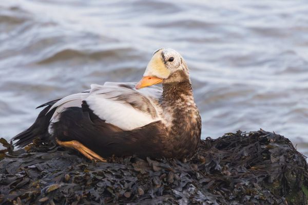 Spectacled Eider