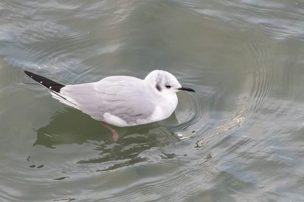 Bonaparte's Gull
