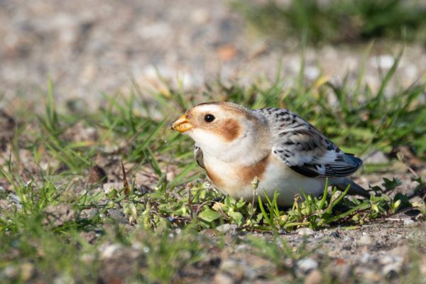 Snow Bunting
