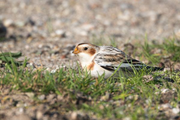 Snow Bunting