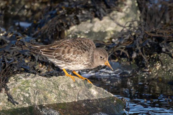 Purple Sandpiper