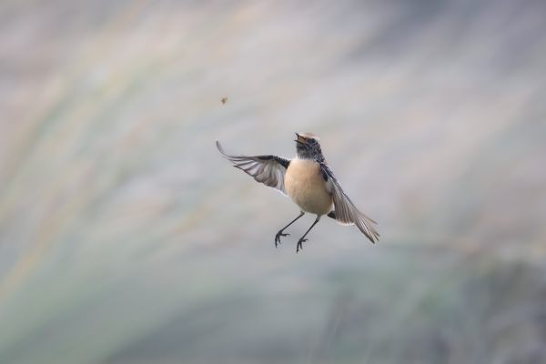 Desert Wheatear