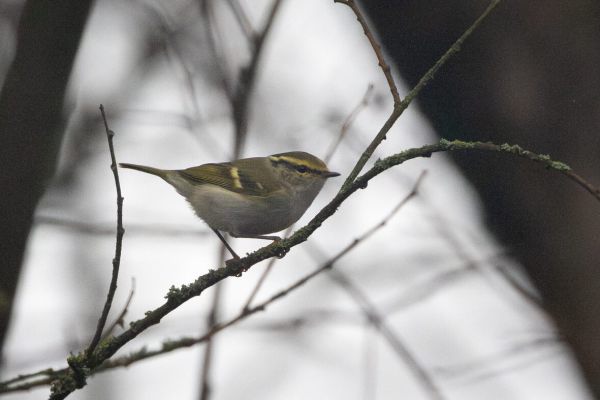 Pallas's Leaf Warbler
