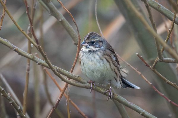 Black-faced Bunting