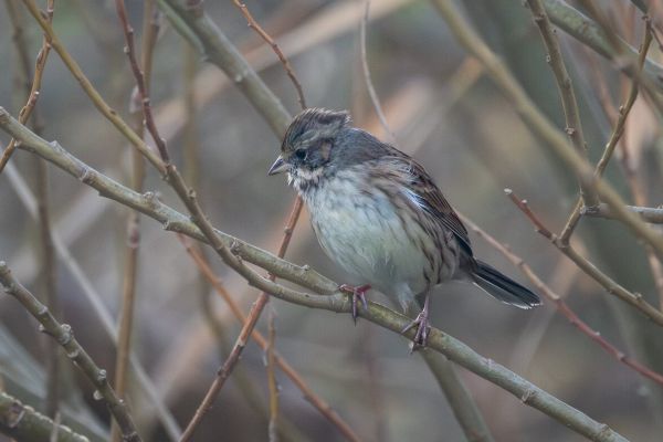 Black-faced Bunting