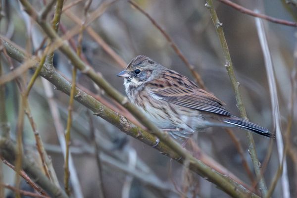 Black-faced Bunting