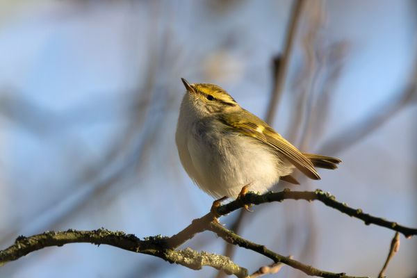 Pallas's Leaf Warbler