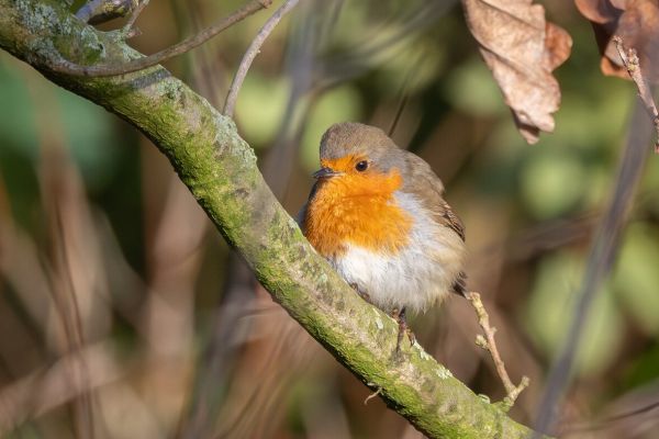 European Robin