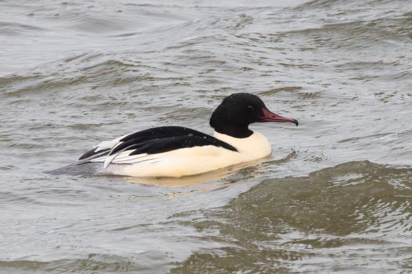 Common Merganser