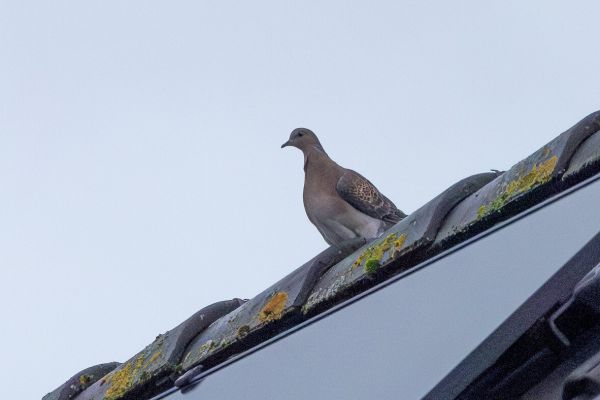 Oriental Turtle Dove