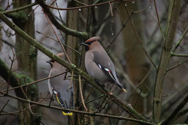 Bohemian Waxwing