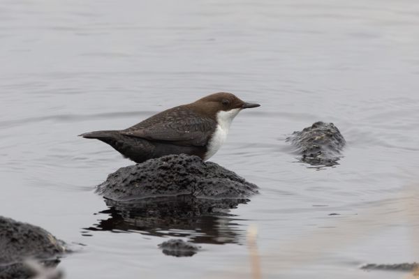 White-throated Dipper