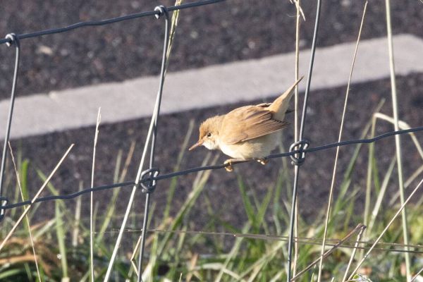 Eurasian Reed Warbler