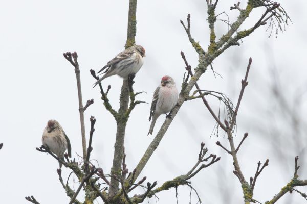 Arctic Redpoll