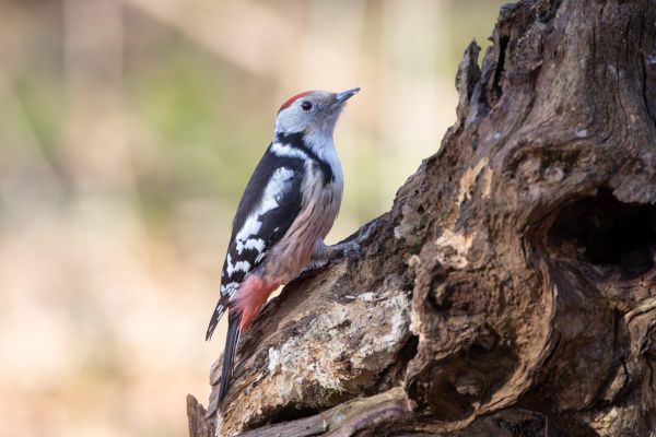 Middle Spotted Woodpecker