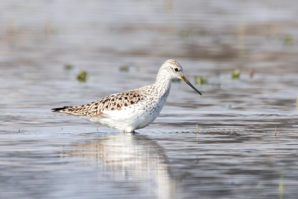 Marsh Sandpiper