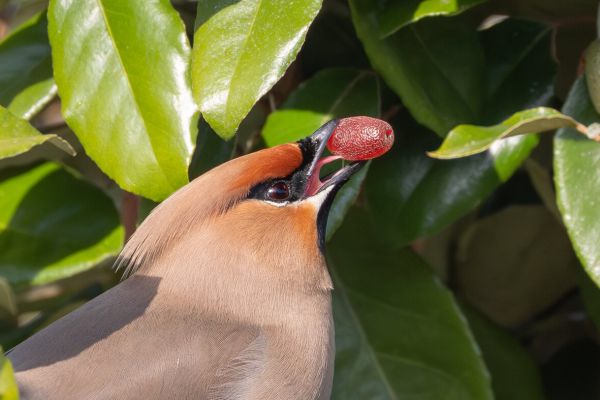 Bohemian Waxwing