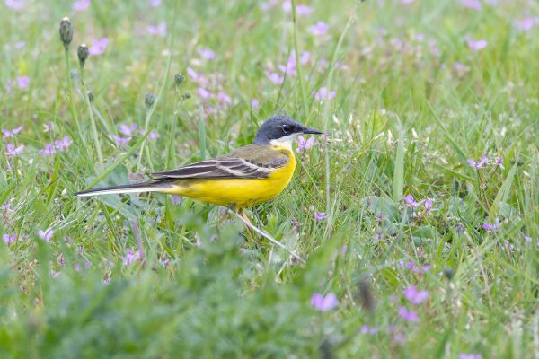 Grey-headed Wagtail