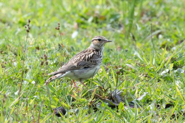 Woodlark