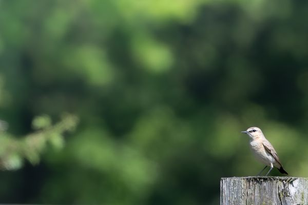Isabelline Wheatear