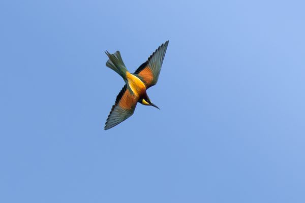 European Bee-eater