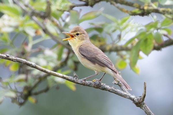 Melodious Warbler