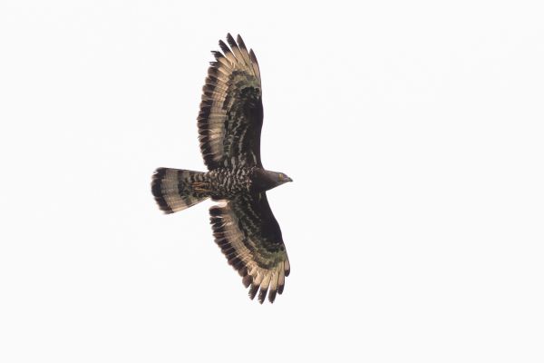 European Honey Buzzard