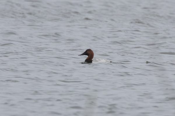 Canvasback