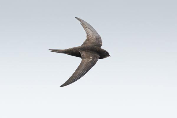 Common Swift