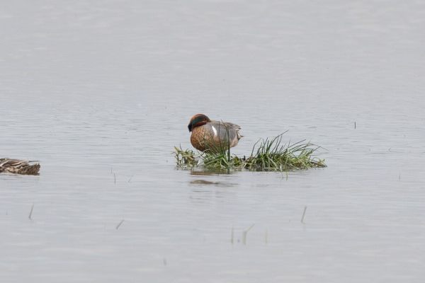 Green-winged Teal