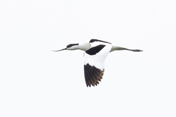 Pied Avocet
