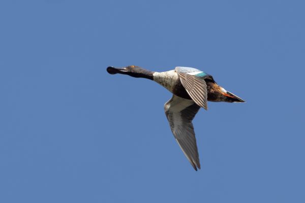 Northern Shoveler