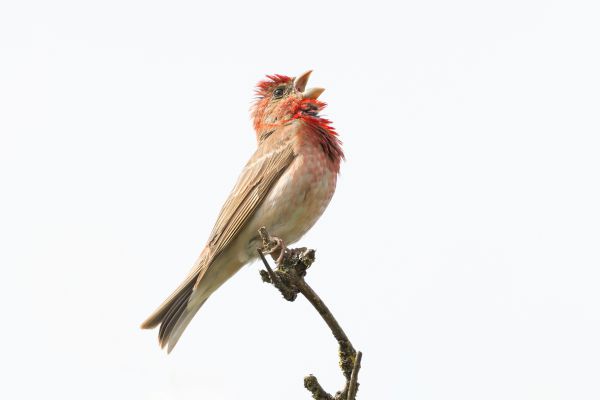 Common Rosefinch