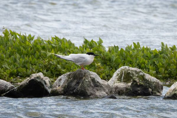Roseate Tern